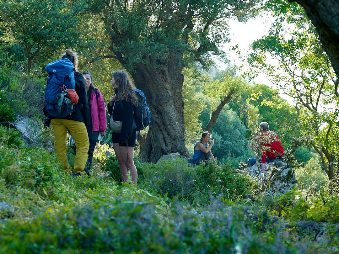 Group in olive grove